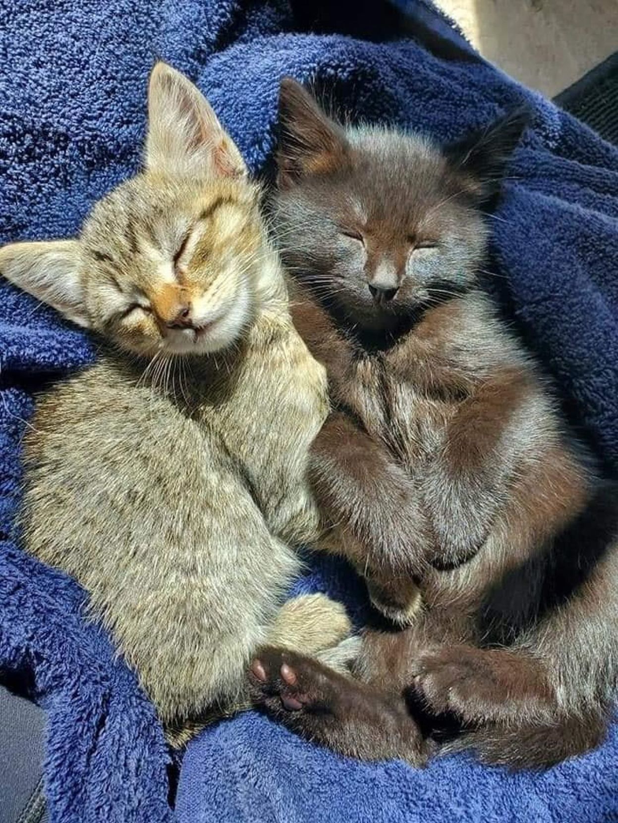 Adopt a Pet | Maeve and Wolfgang